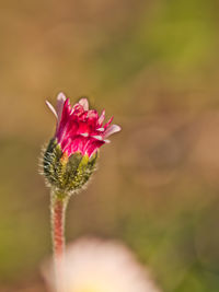 Close-up of pink flower