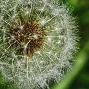 Close-up of dandelion