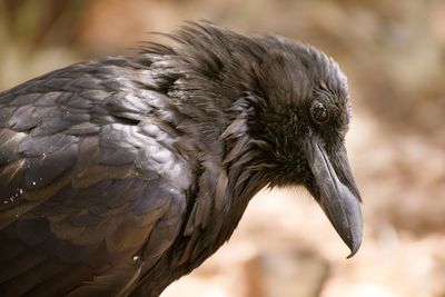 Close-up of a bird