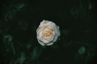 Close-up of white rose