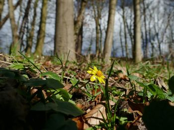 Close-up of yellow flowering plant