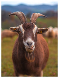 Portrait of an animal on field