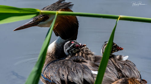 Close-up of duck in lake