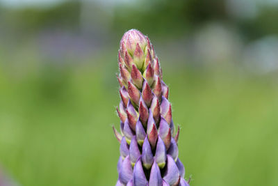 Close-up of purple flowering plant