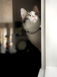 Close-up of cat looking out window. 