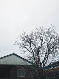 Low angle view of bare tree and building against sky