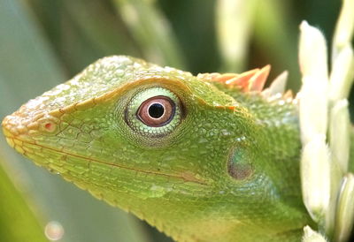 Close-up of iguana