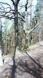 Footpath along trees