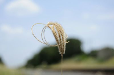 Close-up of plant against blurred background