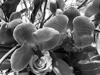 Close-up of flowers