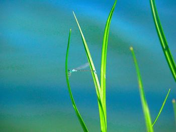 Close-up of green grass against blue sky