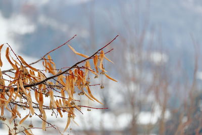 Close-up of a plant in snow