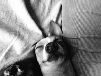 Close-up portrait of a dog on bed