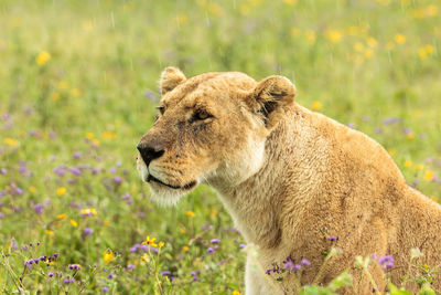 Lioness resting on grassy field