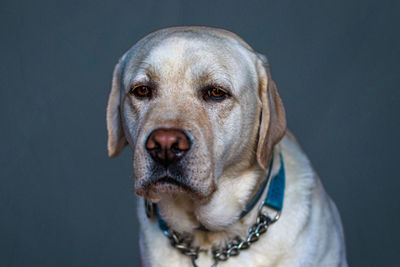 Close-up portrait of dog