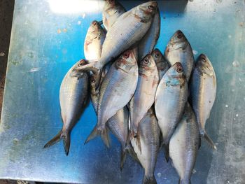 High angle view of fish for sale in market