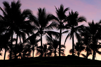 Silhouette of palm trees at sunset