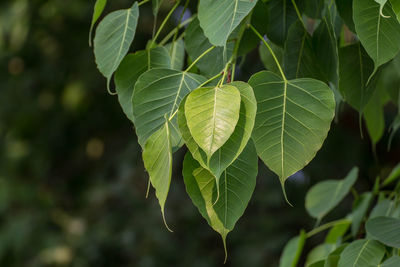 Close-up of green leaves on plant