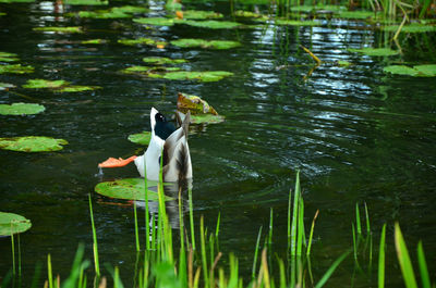 Duck diving into water