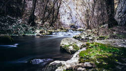 River flowing amidst trees in forest