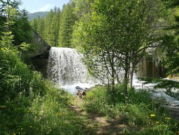 View of stream in forest