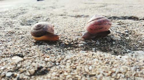 Close-up of snail on sand