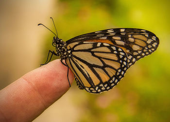 Close-up of monarch butterfly on hand