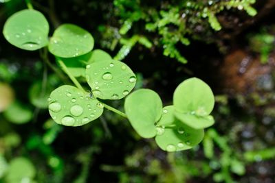 Close-up of water drops on leaves