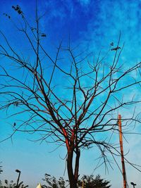 Low angle view of bare tree against blue sky