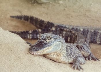 Lizard on the wall