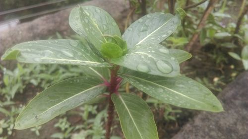 Close-up of wet plant leaves