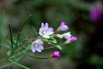 Close-up of pink flowers