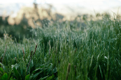 Close-up of grass growing on field