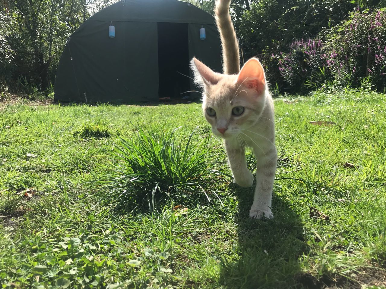 domestic, cat, domestic animals, pets, animal themes, mammal, feline, domestic cat, animal, plant, vertebrate, one animal, grass, nature, portrait, sunlight, day, growth, looking at camera, green color, no people, outdoors, whisker