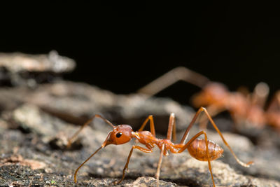Close-up of ant walking
