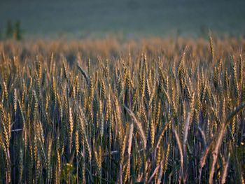 Close-up of stalks in field