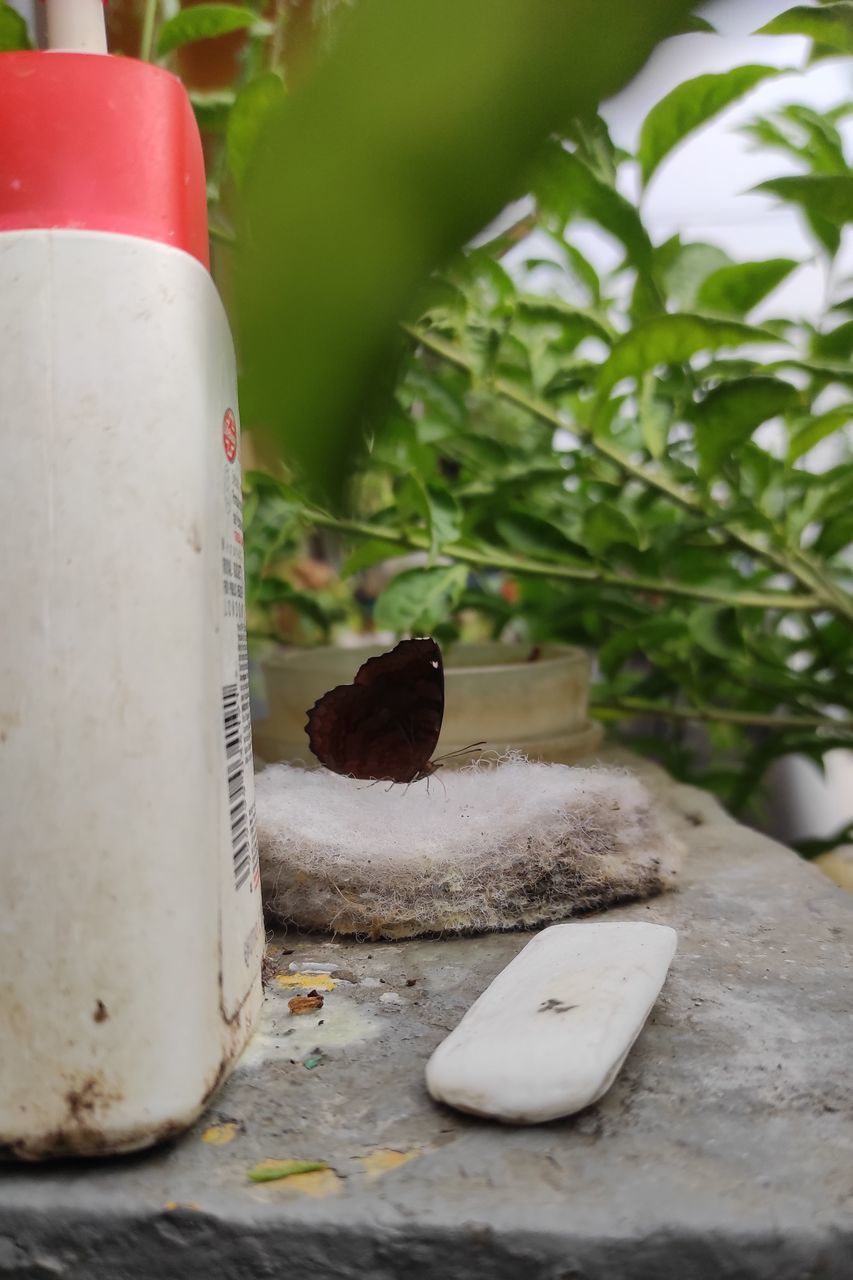 CLOSE-UP OF FOOD ON PLANT