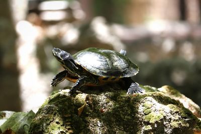 Close-up of reptile on rock snapping turtle