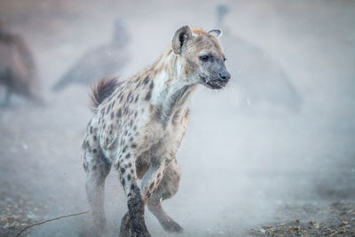 Spotted hyena standing on field