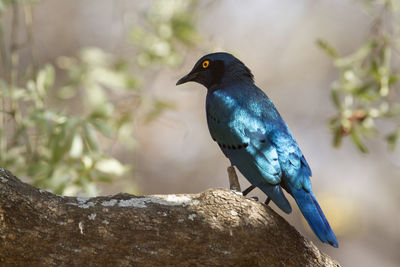 Close-up of bird perching on rock