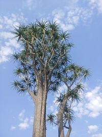 Low angle view of palm tree against blue sky