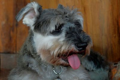 Close-up of dog sticking out tongue