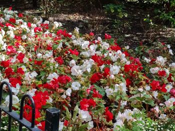 Close-up of poppy flowers blooming outdoors