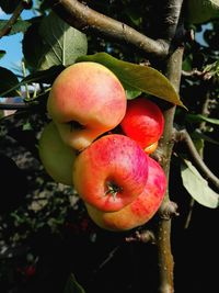 Close-up of apples on tree