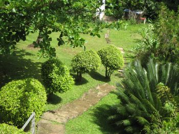 Green plants on tree