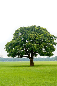 Tree on field against clear sky