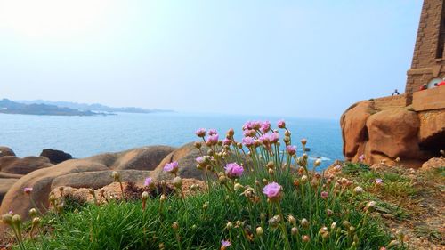 Close-up of flowers by sea against clear sky