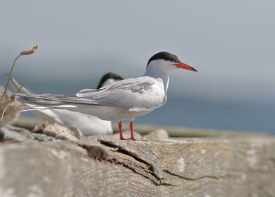 Close-up of seagull perching on rock