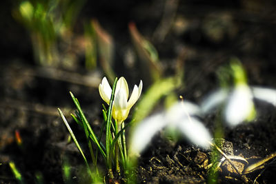 Close-up of crocus against blurred background