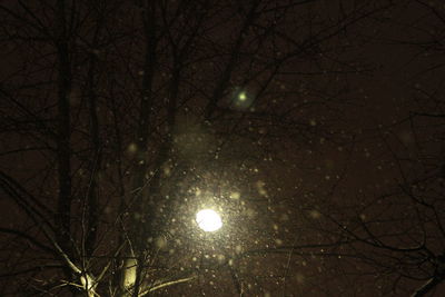 Low angle view of bare trees against sky at night